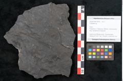 Foto (Objekt + Etikett) von Callipteris sp.  (NHMW-GEO-2024-0188-10916)